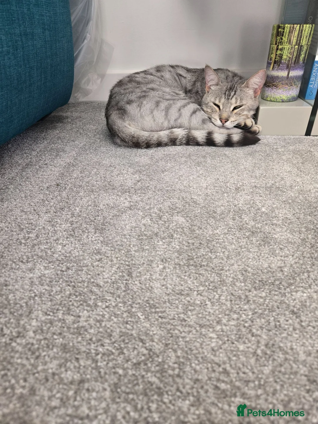 Bengal cats for sale: Beautiful snow bengal - Advert 4