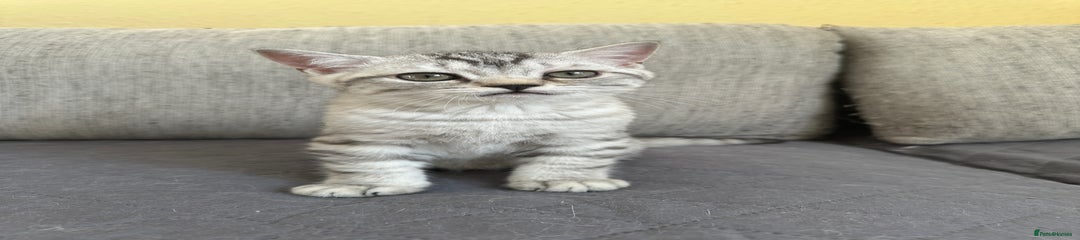 British Shorthair Kitten 1
