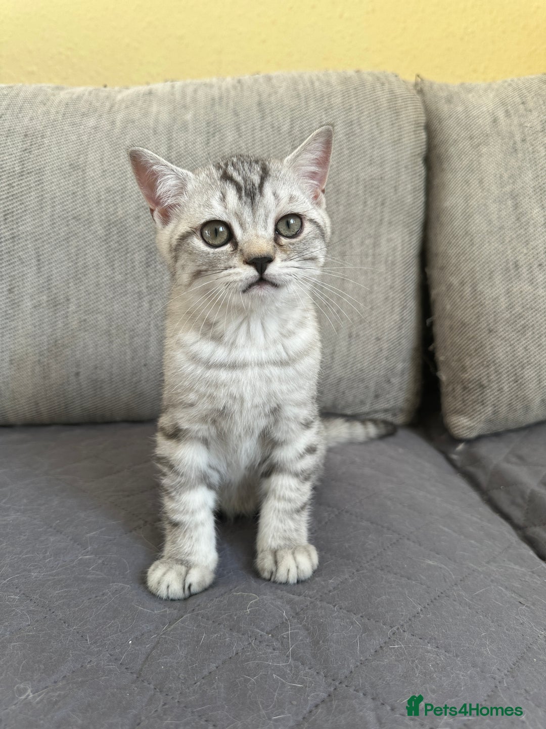 British Shorthair cats for sale: 5 Stunning British Shorthair - Image 10