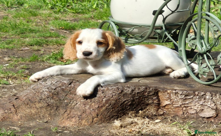 Sprocker dogs - Advert 11