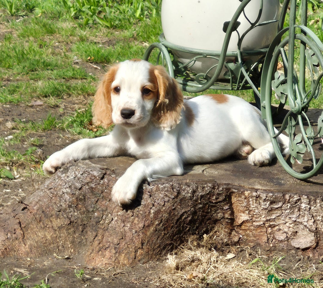 Sprocker dogs for sale: Sprocker - Image 1