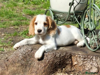 Sprocker dogs - Advert 5