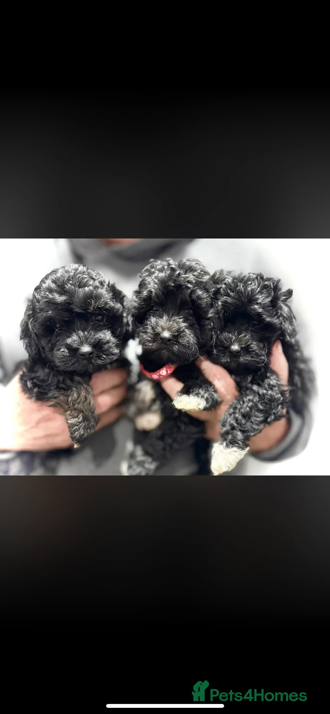 Maltipoo dogs for sale: F1 Maltipoo puppies  - Advert 5