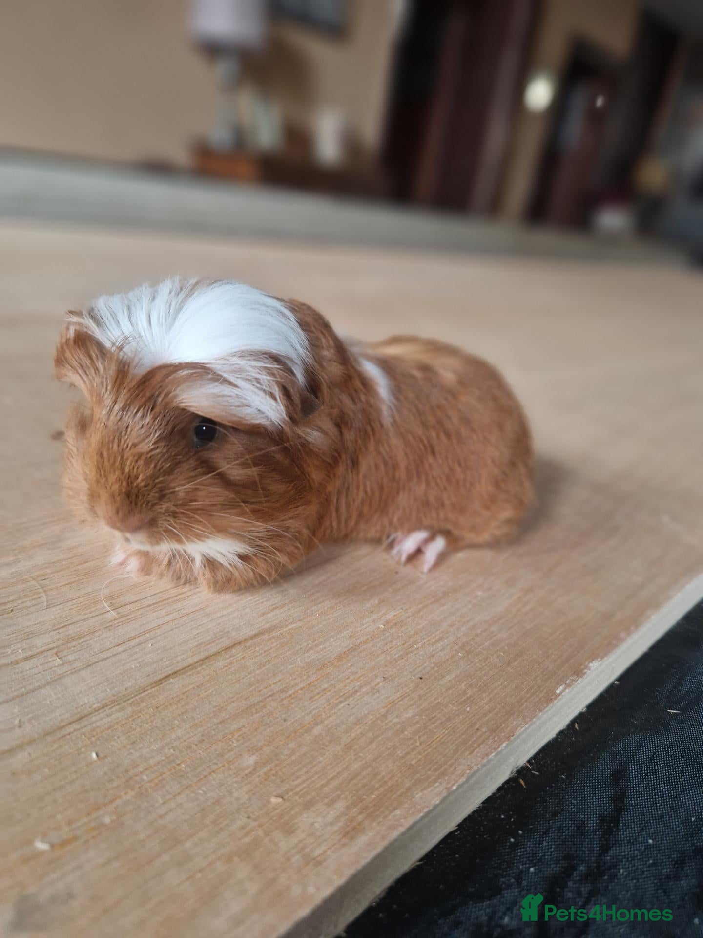 Guinea Pig rodents 2 Baby Boy Guinea Pigs - Advert 20