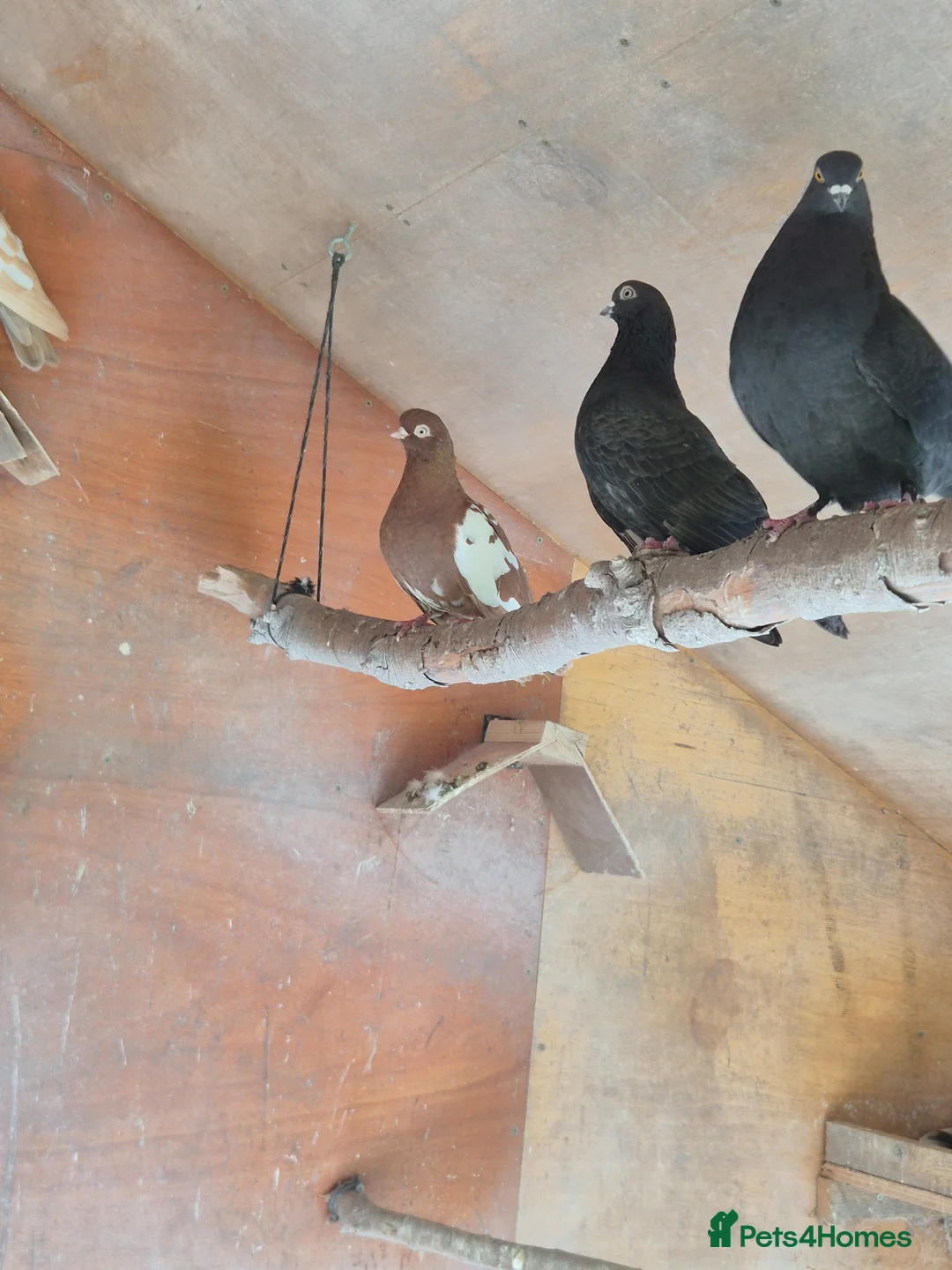 Pigeons birds for sale: Seven pigeons to good home in Wimborne - Advert 2