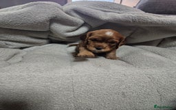 Cocker Spaniel dogs for sale: Beautiful cocker spaniel puppies - Image 14