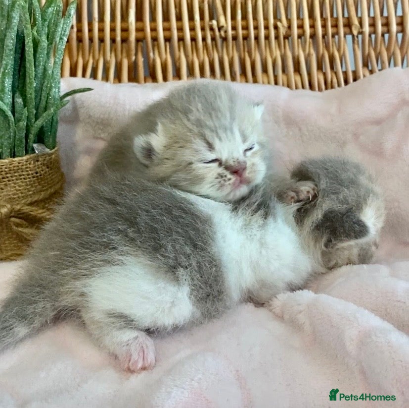 Scottish Fold cats 🧸EXTREMELY RARE FAWN CALICO SCOTTISH/BSH 😻🧸 - Advert 22