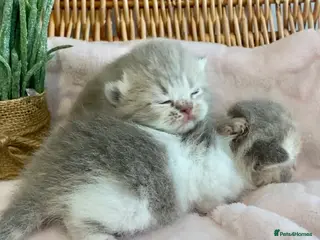 Scottish Fold cats 🧸EXTREMELY RARE FAWN CALICO SCOTTISH/BSH 😻🧸 - Advert 22