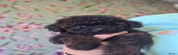 Toy Poodle dogs for sale: Asian toy poodle  - Advert 23