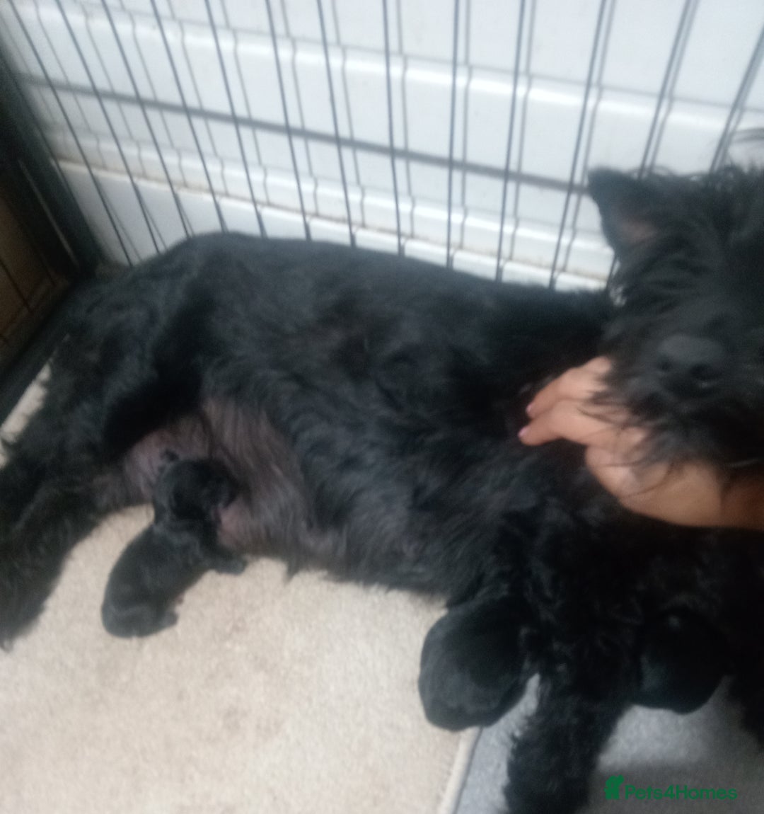 Scottish Terrier dogs for sale: Gorgeous Scottish boy available  - Image 11