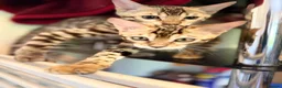 Bengal cats for sale: TICA, GCCF Champion Bloodline Bengal Kittens in London - Advert 11
