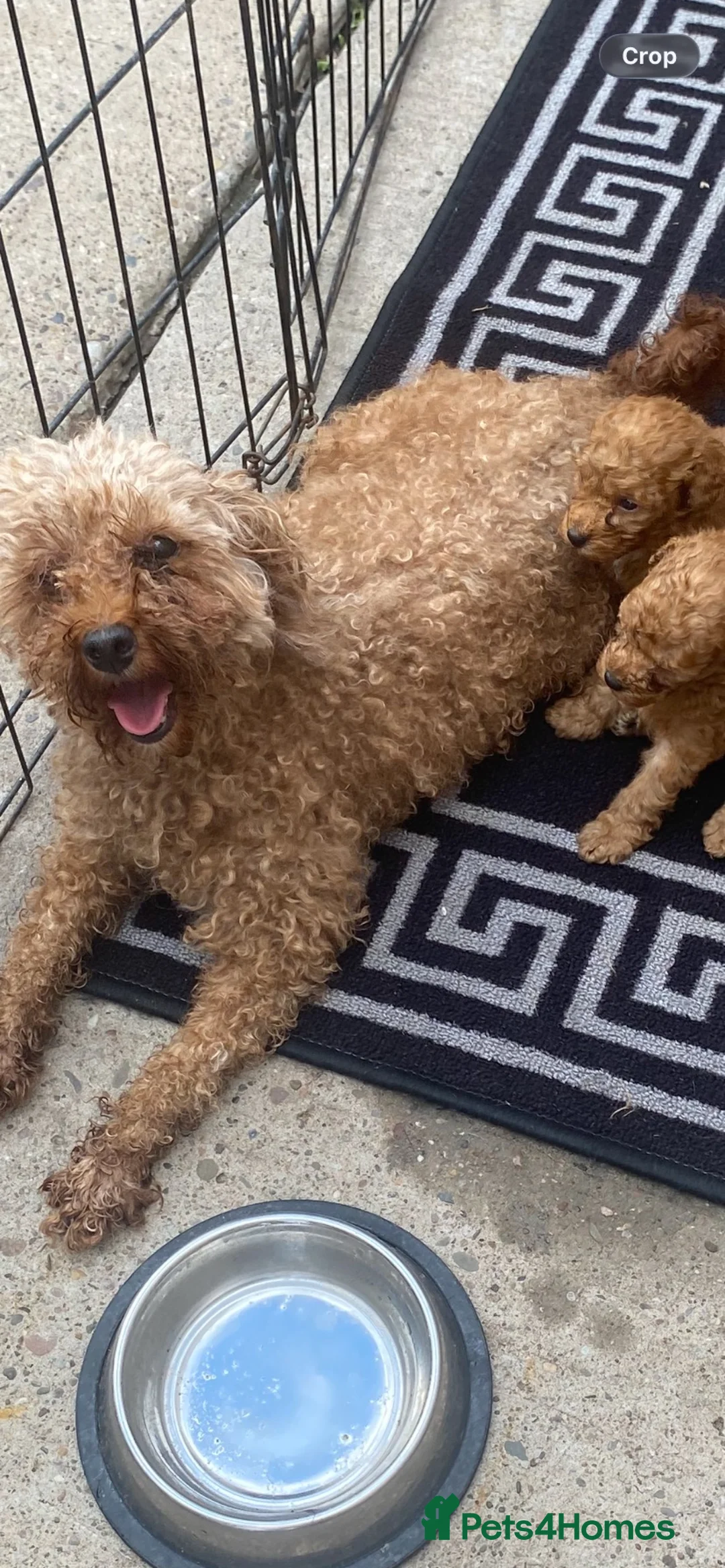 Toy Poodle dogs for sale: Toy poodle puppy for sale  - Advert 2
