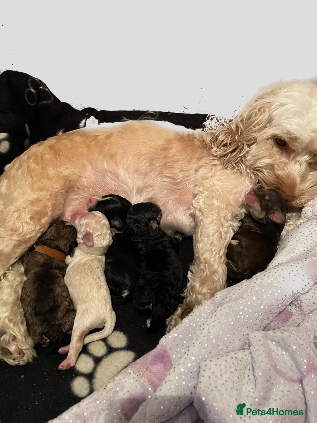 Miniature Poodle dogs for stud: 🏆PROVEN🏆 sable miniature poodle health tested in Havant - Advert 39