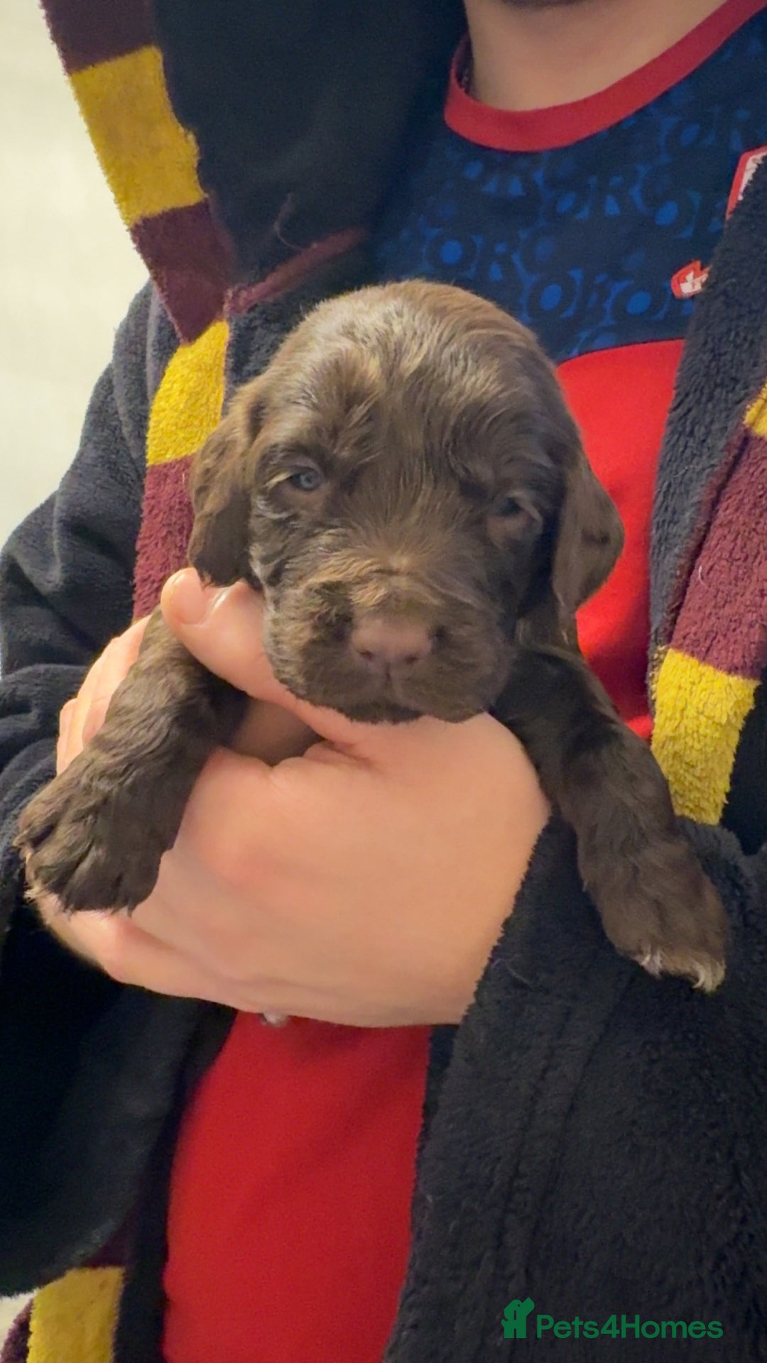 Cocker Spaniel dogs for sale: Cocker spaniel puppies - Advert 32