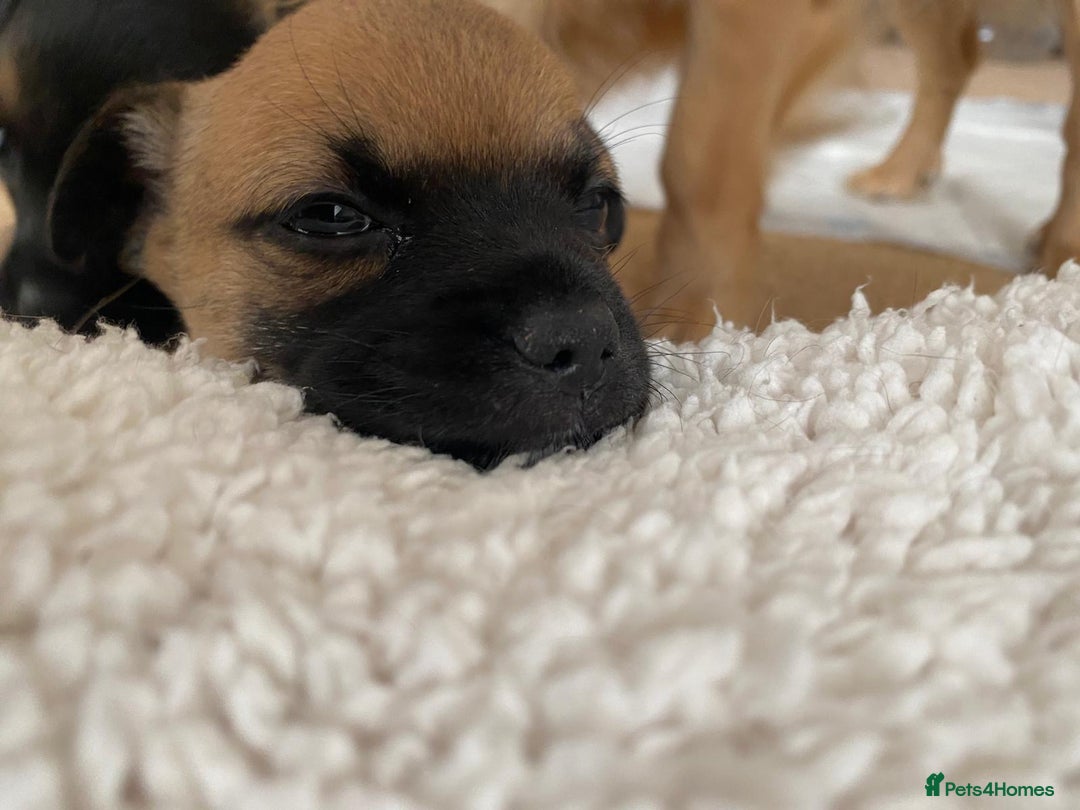 Chihuahua dogs for sale: Beautiful chihuahua pups - Advert 5