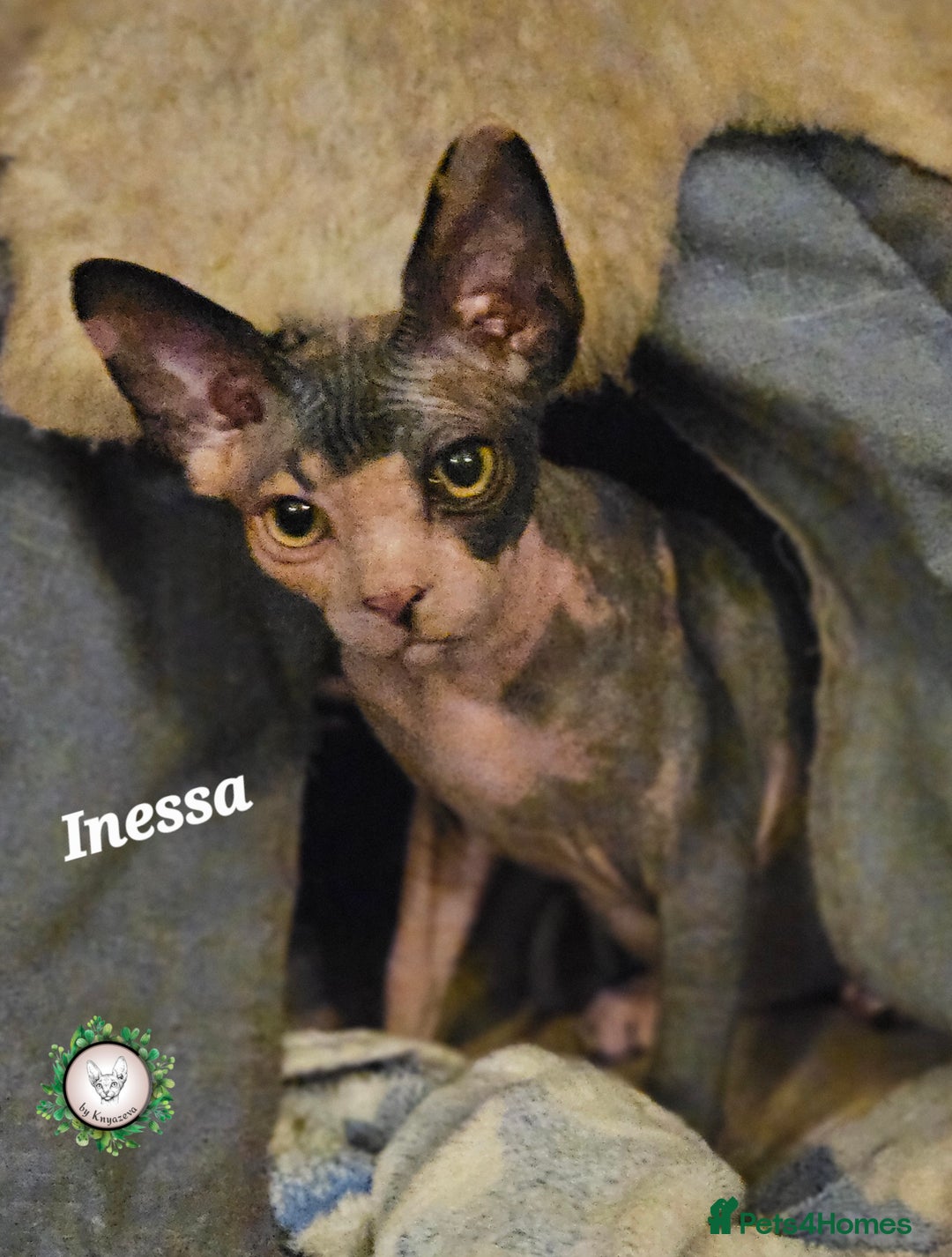 Sphynx cats for sale: Adorable Canadian Sphynx – Champion line - Advert 6