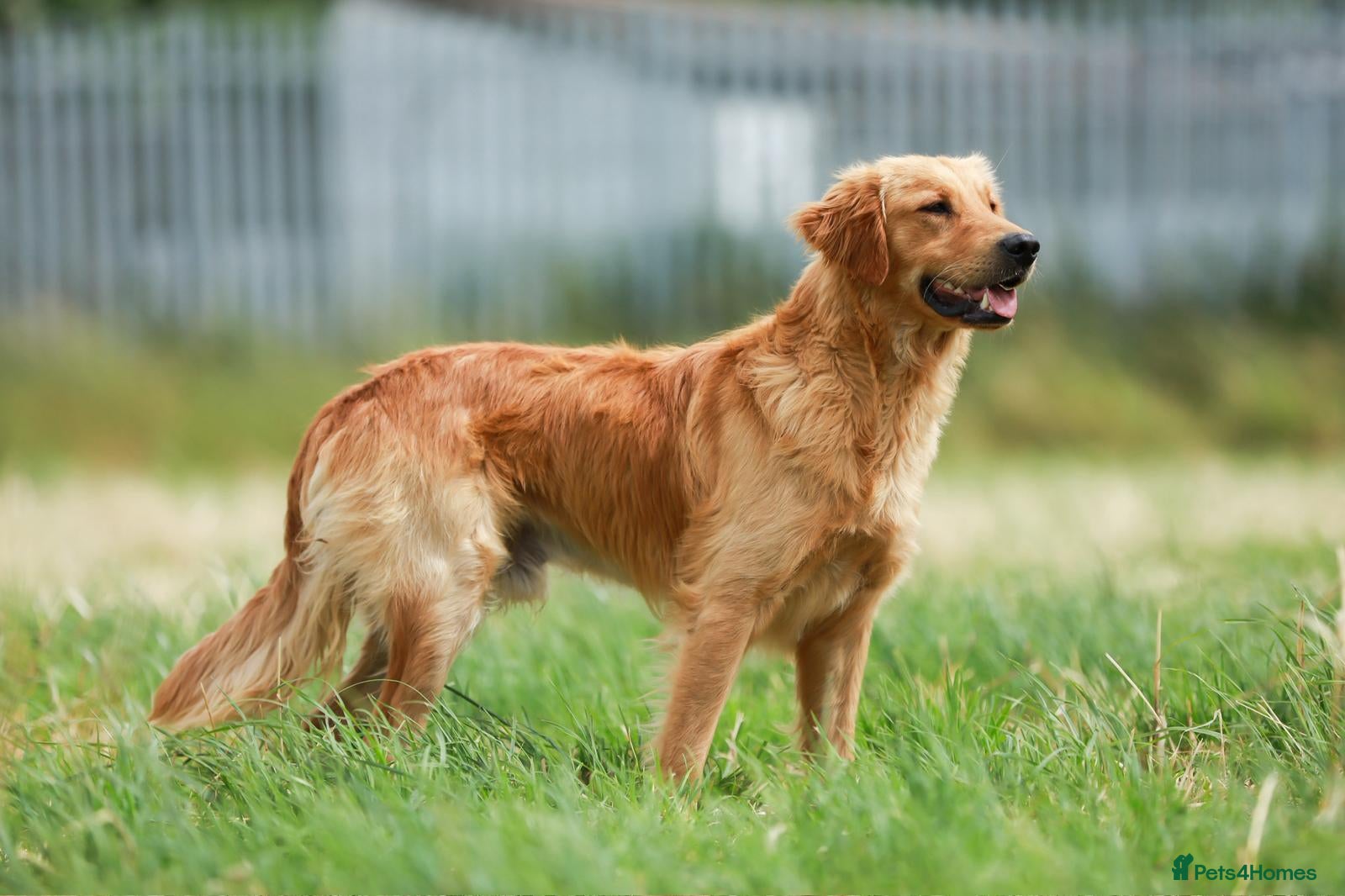 Golden Retriever dogs for sale: 7 beautiful golden retriever babies - Advert 12