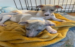 Whippet dogs for sale: Whippet pups  - Image 23
