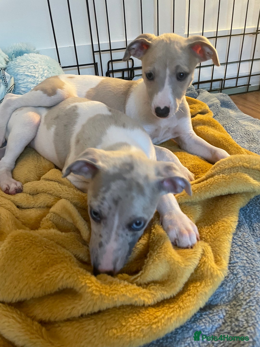 Whippet dogs for sale: Whippet pups  - Image 23