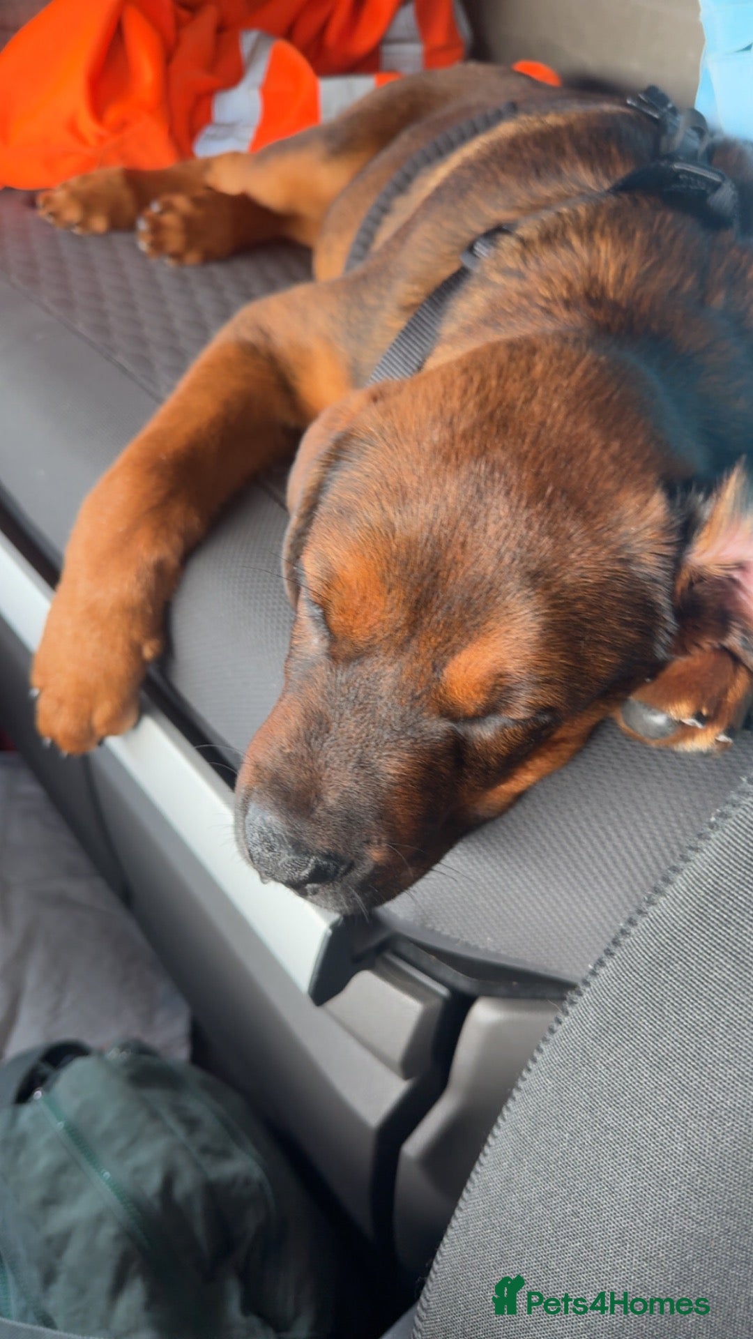 Mixed Breed dogs 4 month old Belgium Mali x Rottweiler  - Advert 4