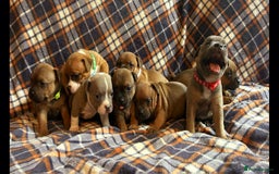 Staffordshire Bull Terrier dogs for sale: Red little one ❤️ - Image 4