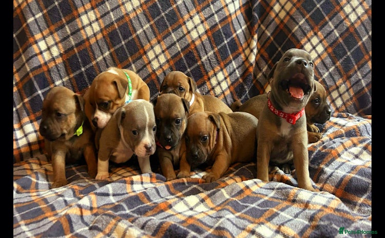 Staffordshire Bull Terrier dogs - Advert 4
