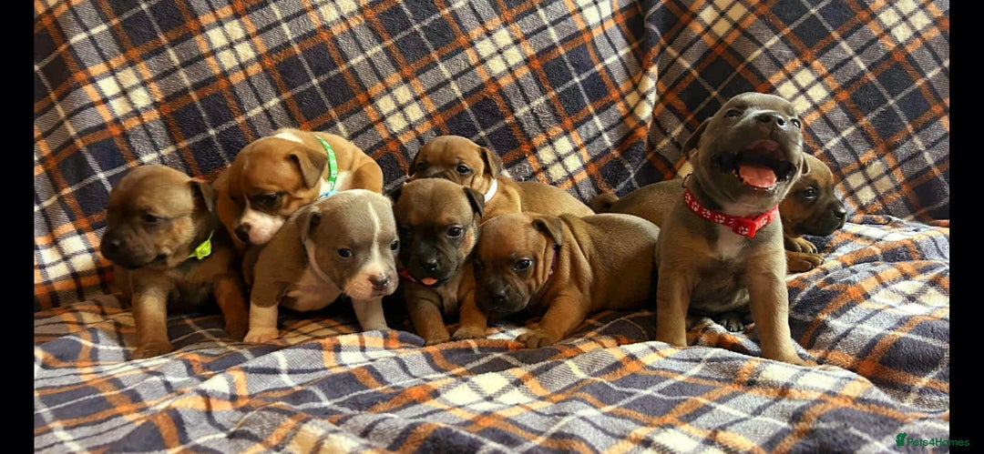 Staffordshire Bull Terrier dogs for sale: Red little one ❤️ - Image 4