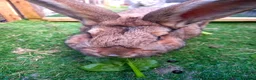 Continental Giant rabbits for sale: Male continental giant - Advert 5