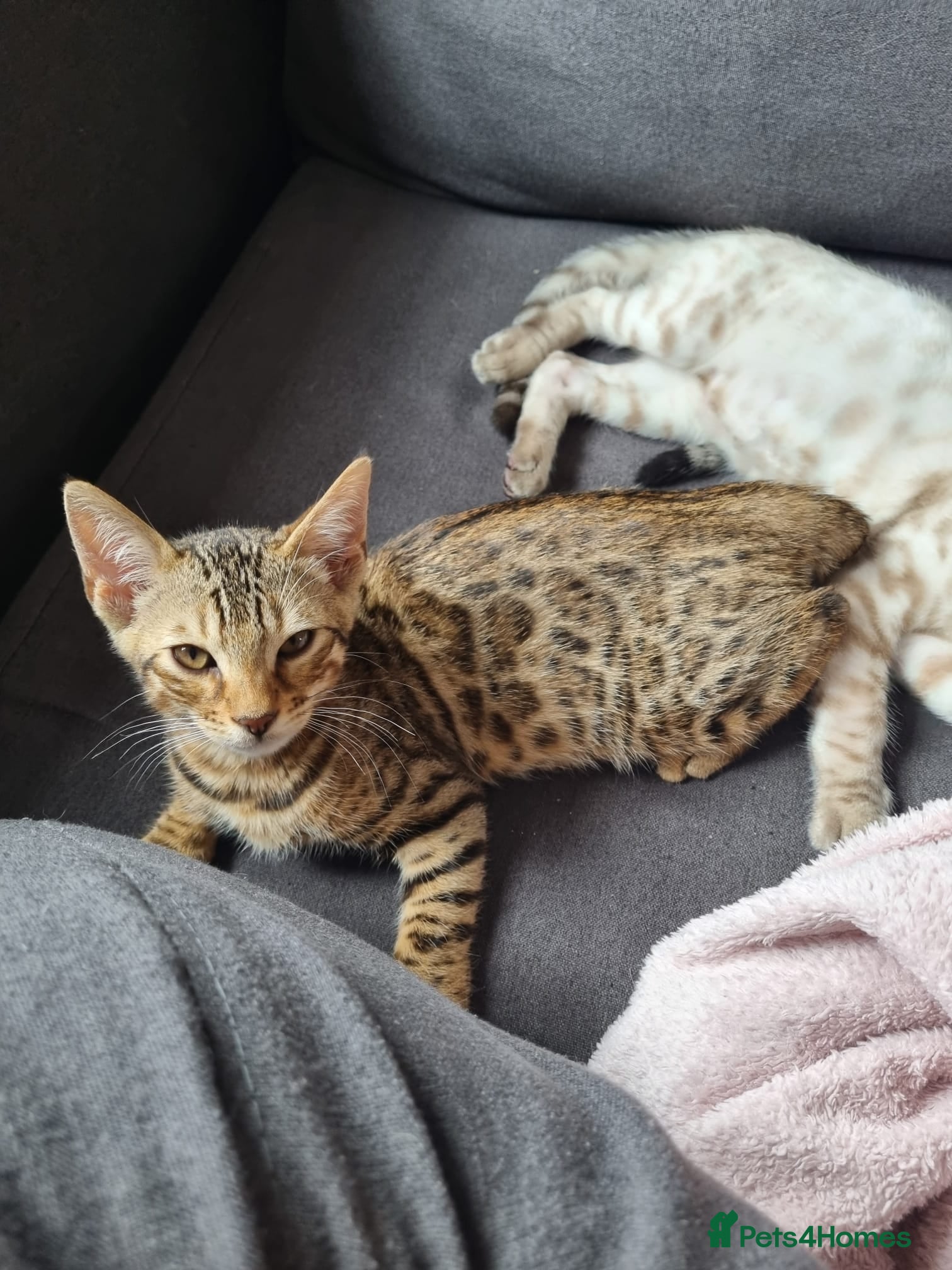 Bengal cats for sale: Pedigree Bengal kittens - Advert 1