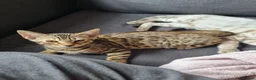 Bengal cats for sale: Pedigree Bengal kittens in West Drayton - Advert 3