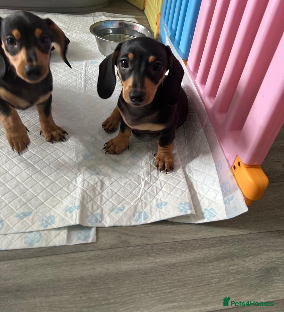 Dachshund dogs for sale: DACHSUND PUPPIES , ONE GIRL AND ONE BOY LEFT  - Image 10