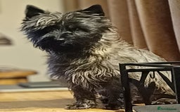 Cairn Terrier dogs for stud: Champion bloodline, KC registered Cairn for stud. in Hope Valley - Image 13