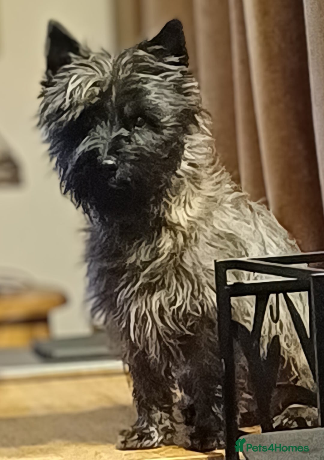 Cairn Terrier dogs for stud: Champion bloodline, KC registered Cairn for stud. in Hope Valley - Image 13