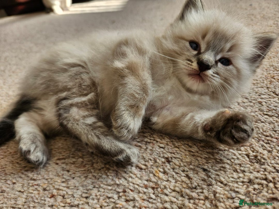 Ragdoll cats for sale: 6 ragdoll kittens  - Image 19