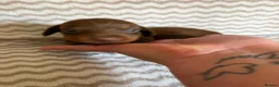 Miniature Dachshund dogs for sale: Smooth haired miniature Daschund babies in Liverpool - Advert 36
