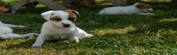 Jack Russell dogs for sale: Jack Russel puppies in Hull - Advert 7
