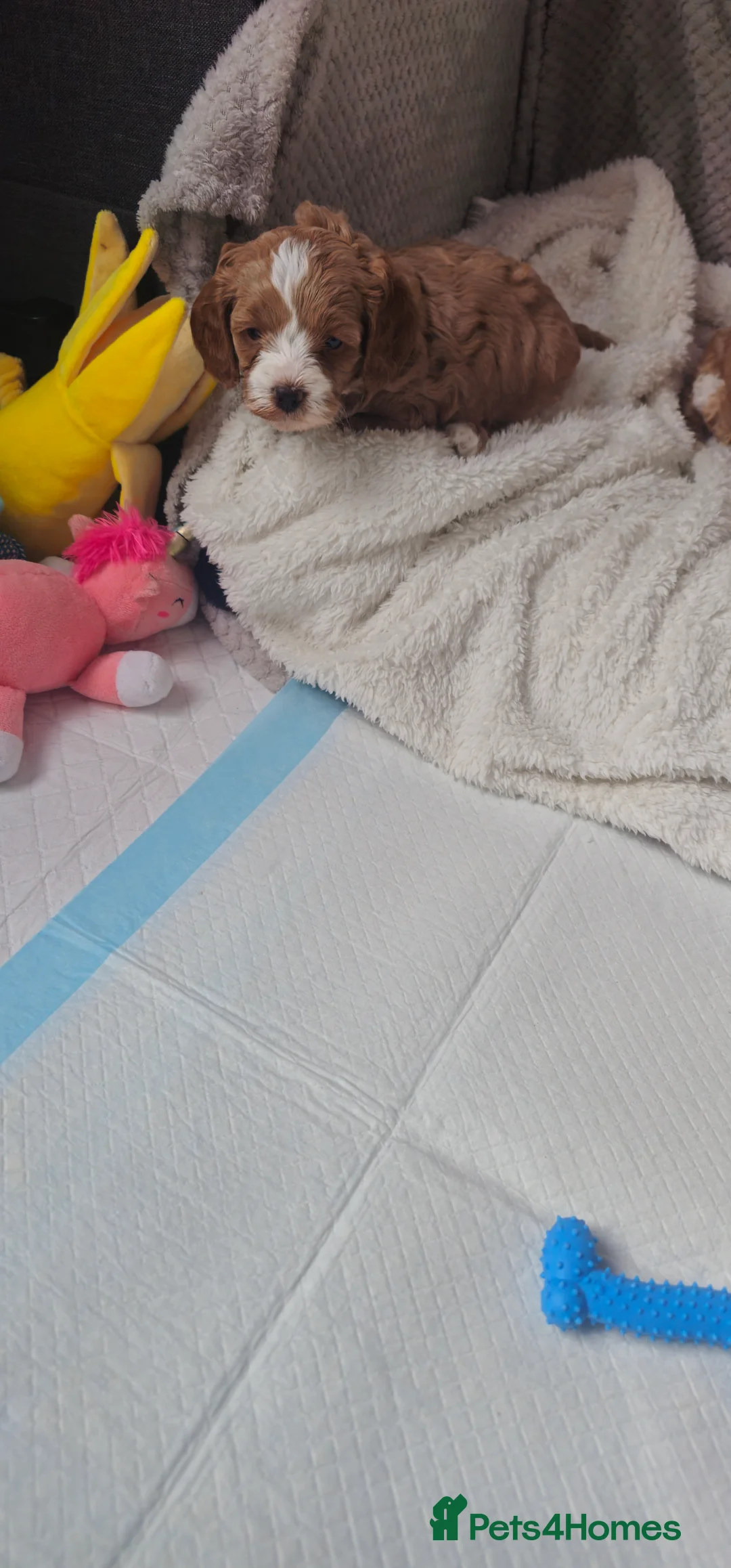 Cavapoo dogs for sale: Cavapoo for sale - Advert 24