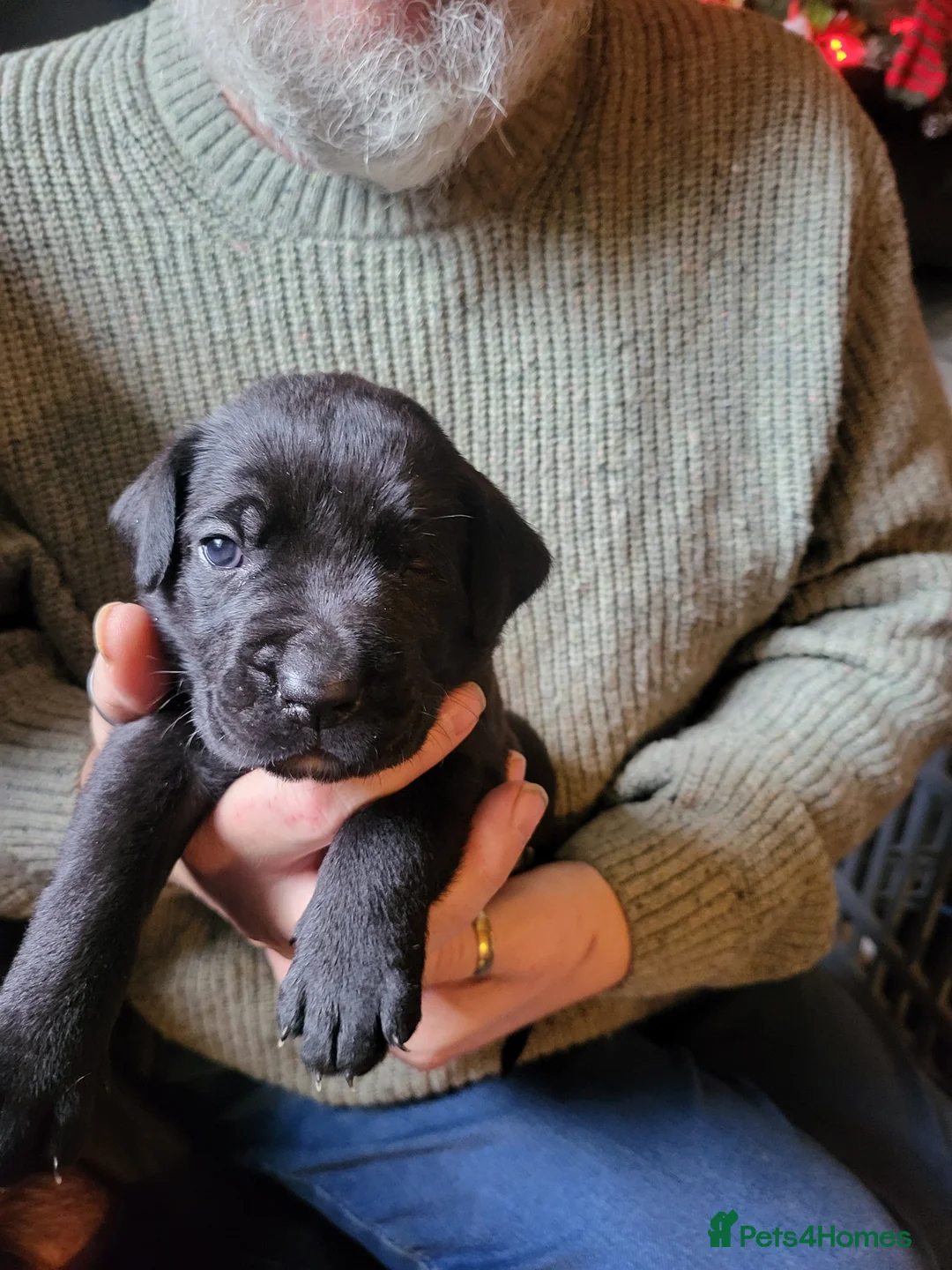Mixed Breed dogs for sale: Cane Corso X Newfoundland/Labrador Puppies - Advert 16