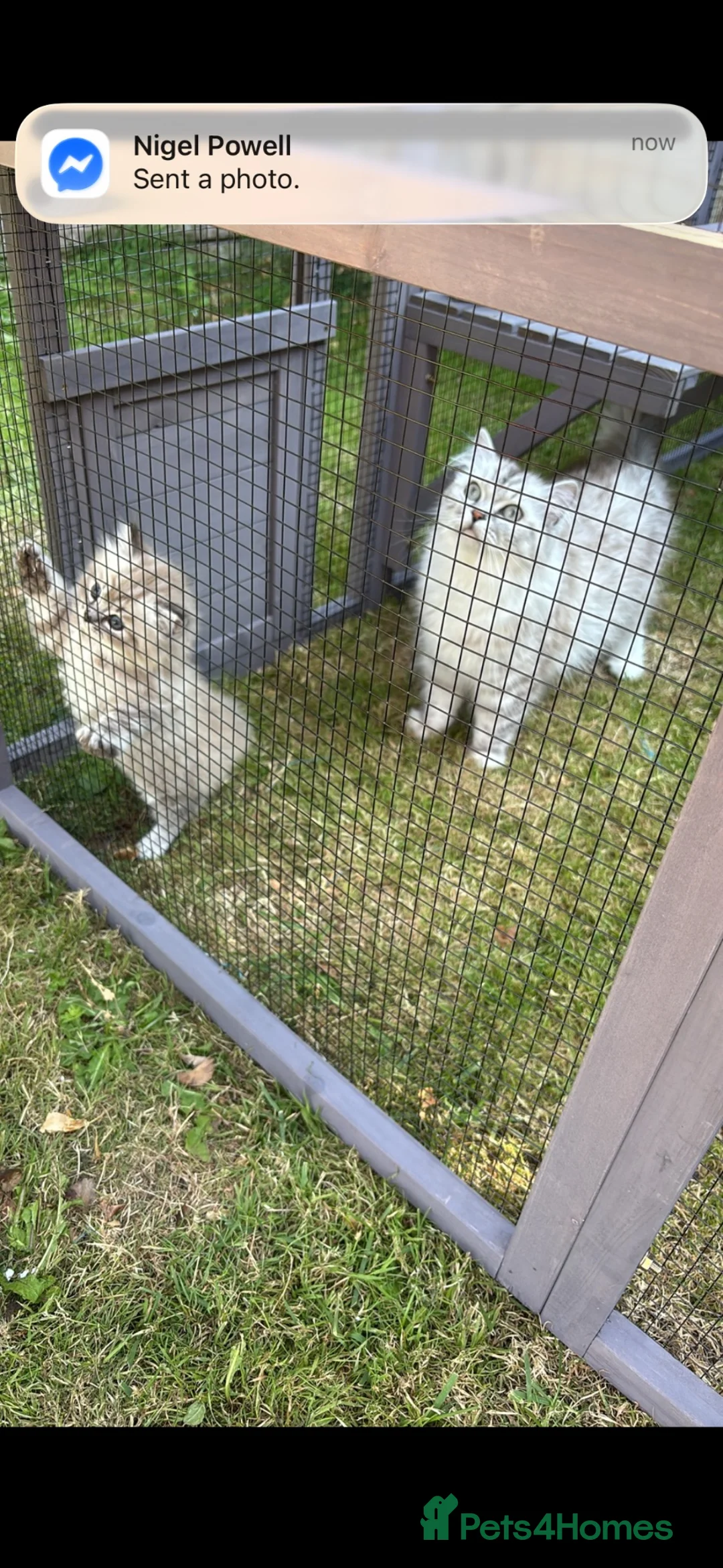 RagaMuffin cats for sale: PEDIGREE RAGAMUFFINS - Advert 1