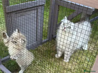 RagaMuffin cats PEDIGREE RAGAMUFFINS - Advert 3