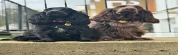 Cocker Spaniel dogs for sale: Outstanding Quality Puppies- Cocker Spaniel  in Slough - Advert 25