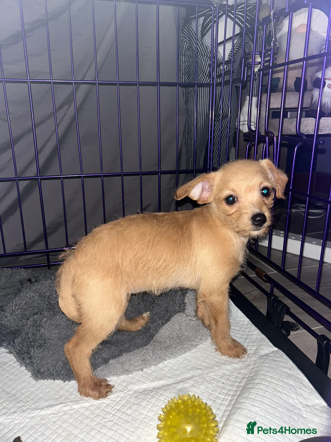 Chipoo dogs for sale: Chihuahua cross poodle puppies - Advert 12