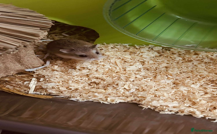 Hamster rodents - Advert 1