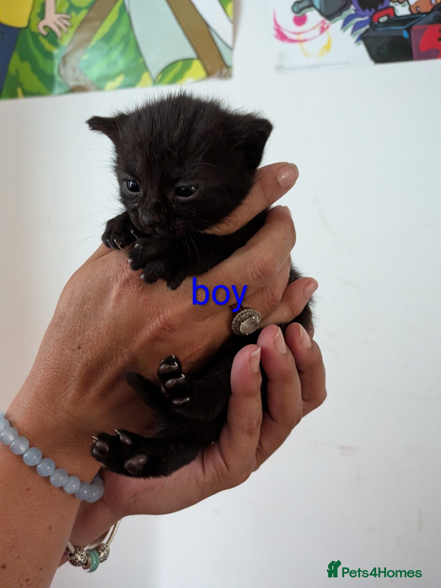 British Shorthair cats for sale: Kittens for sale in Kettering - Advert 2