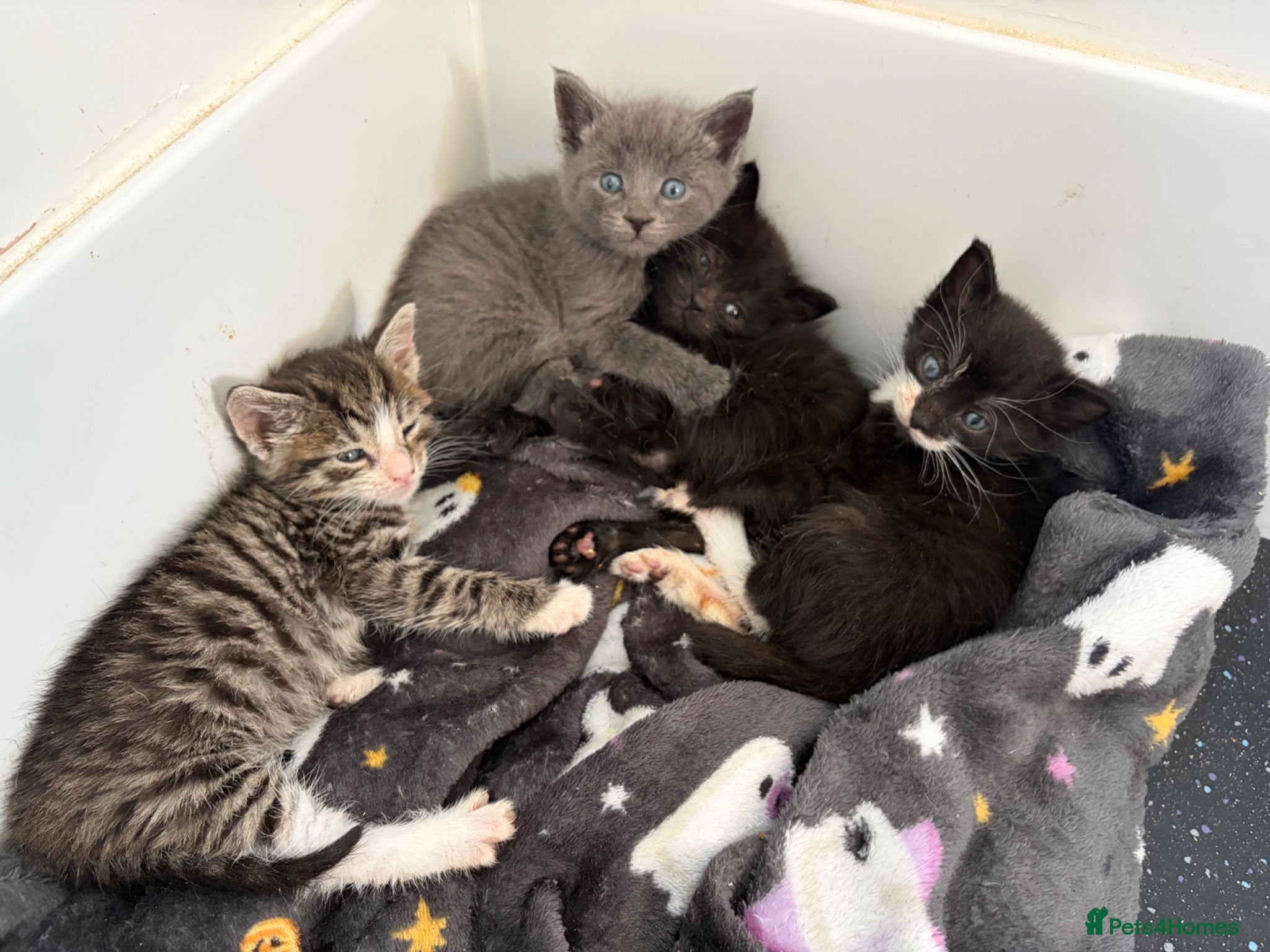 Mixed Breed cats Siamese cross kittens - Advert 1