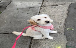 Poodle dogs for sale: 11 month old cockapoo  - Image 1