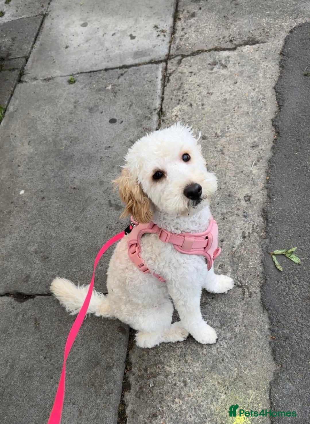 Poodle dogs for sale: 11 month old cockapoo  - Image 1