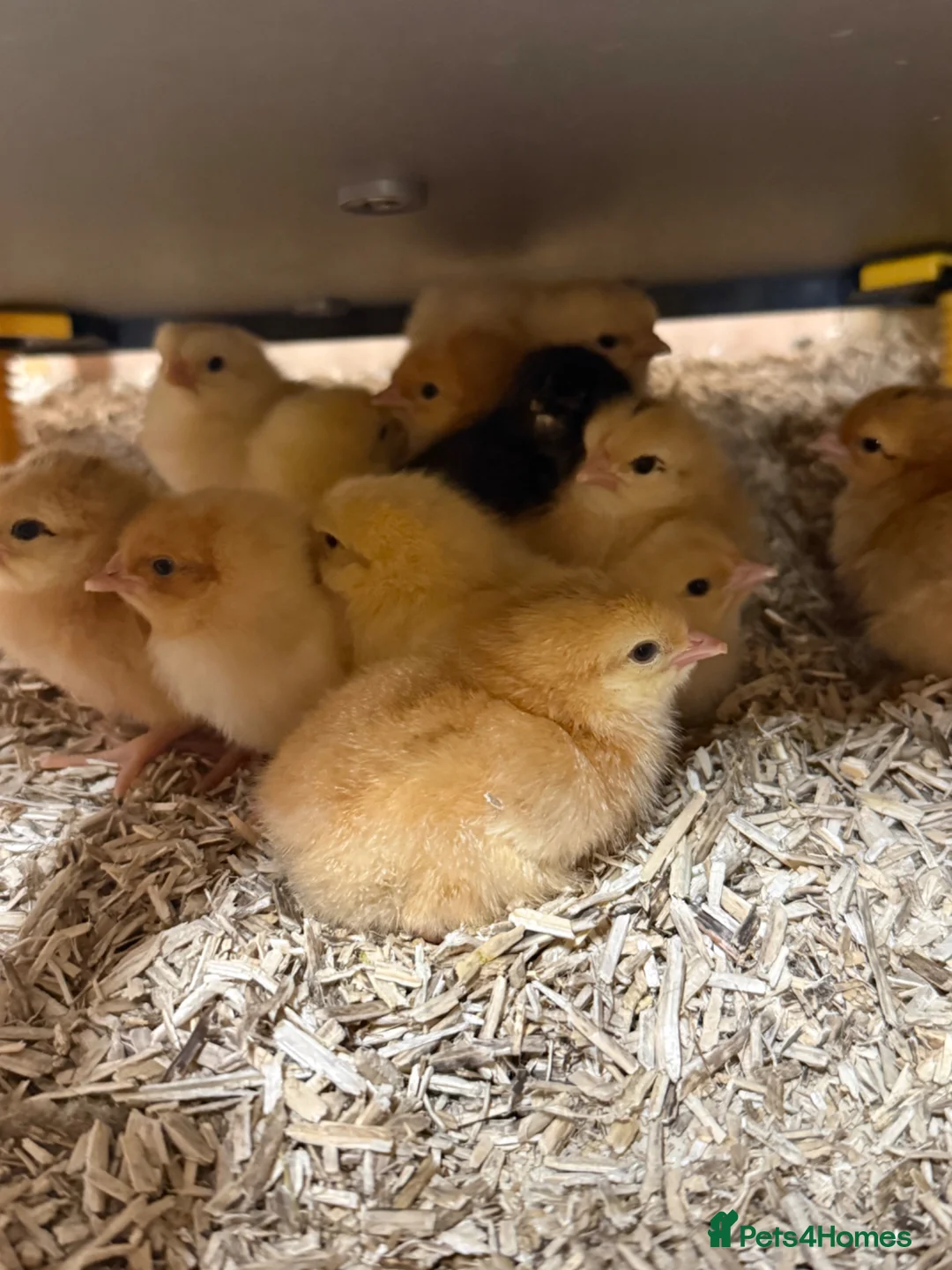 Mixed Breed poultry for sale: Day old chicks 🐣 mixed hybrids available now  - Advert 1