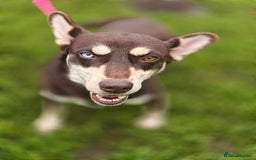 Mixed Breed dogs for adoption: 💖🐶 AZARA 🐶💖 - Image 11