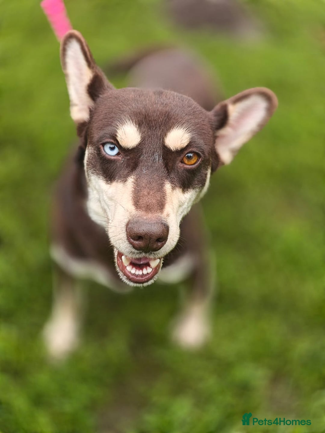 Mixed Breed dogs for adoption: 💖🐶 AZARA 🐶💖 - Image 11